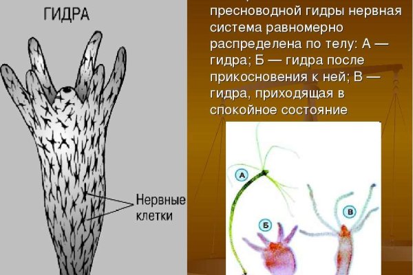 Кракен маркетплейс в питере